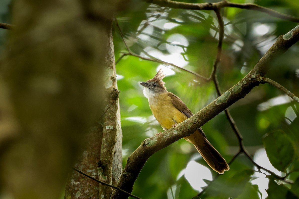 Puff-throated Bulbul - ML625988295