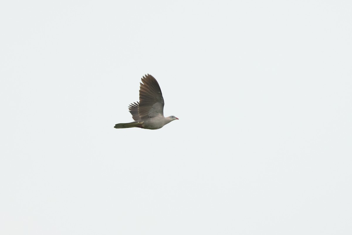 Mountain Imperial-Pigeon - ML625988376