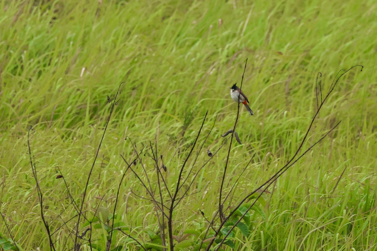 Red-whiskered Bulbul - ML625988386