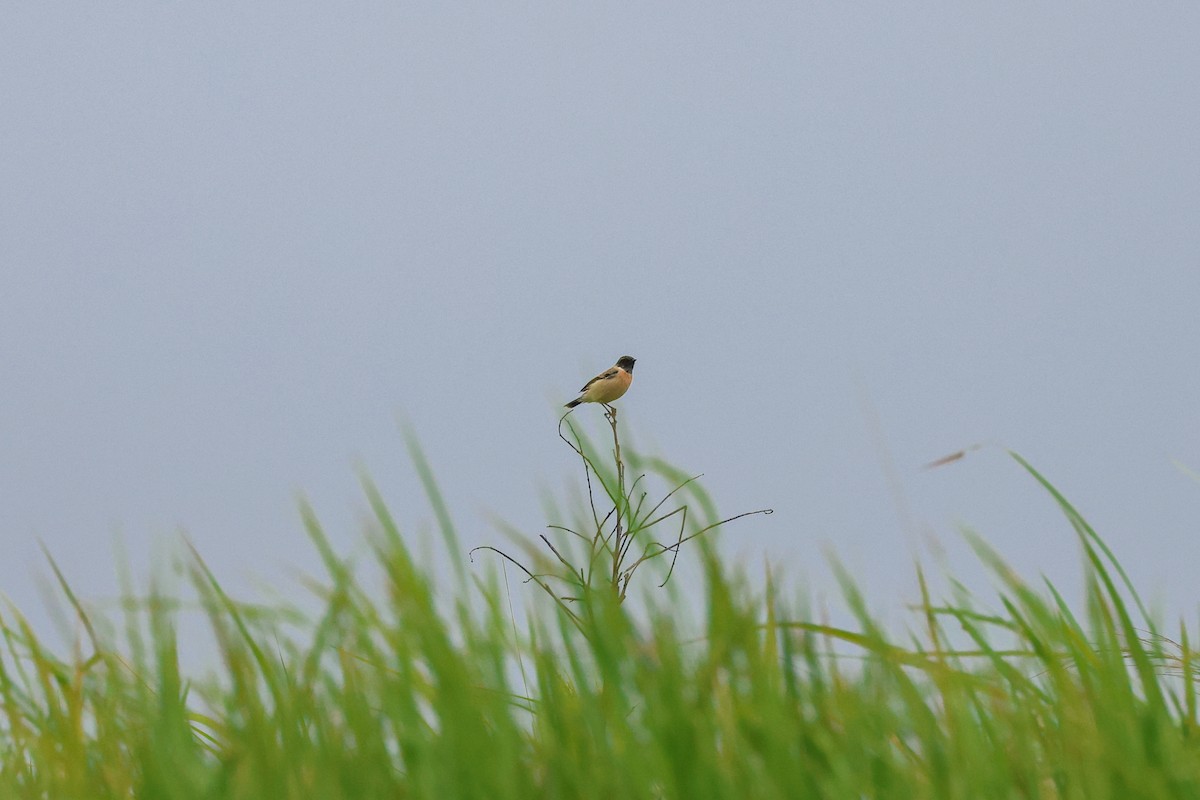 Amur Stonechat - ML625988393