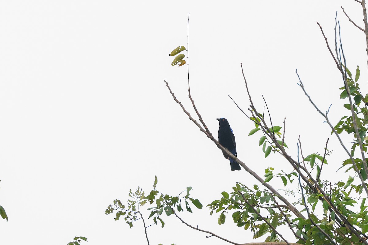 Asian Fairy-bluebird - ML625988402