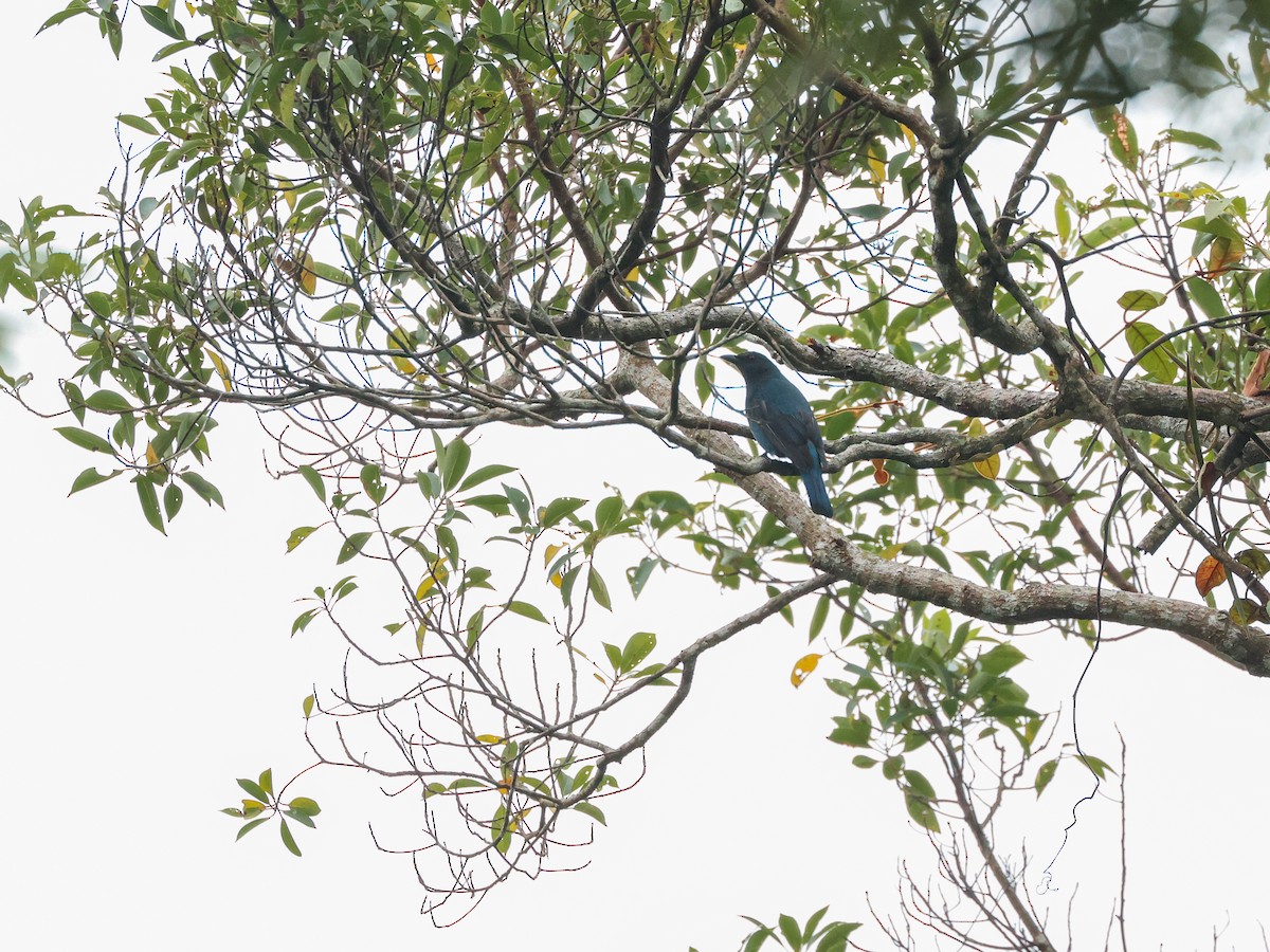 Asian Fairy-bluebird - ML625988404