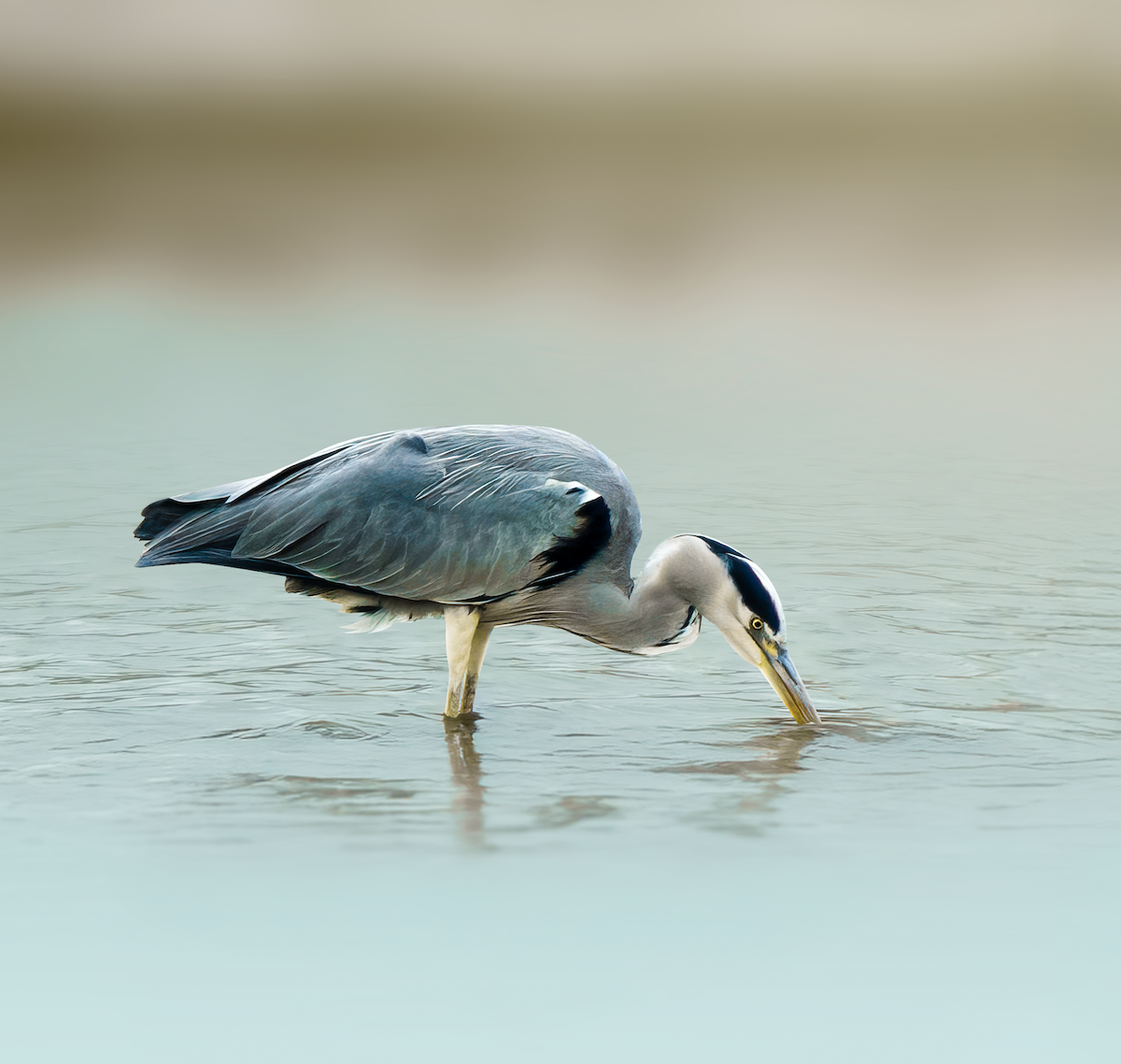 Gray Heron - ML625988505