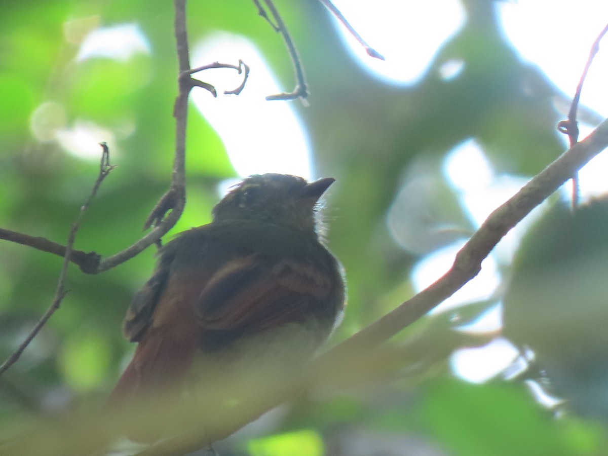 Rufous-tailed Flatbill - ML625988593