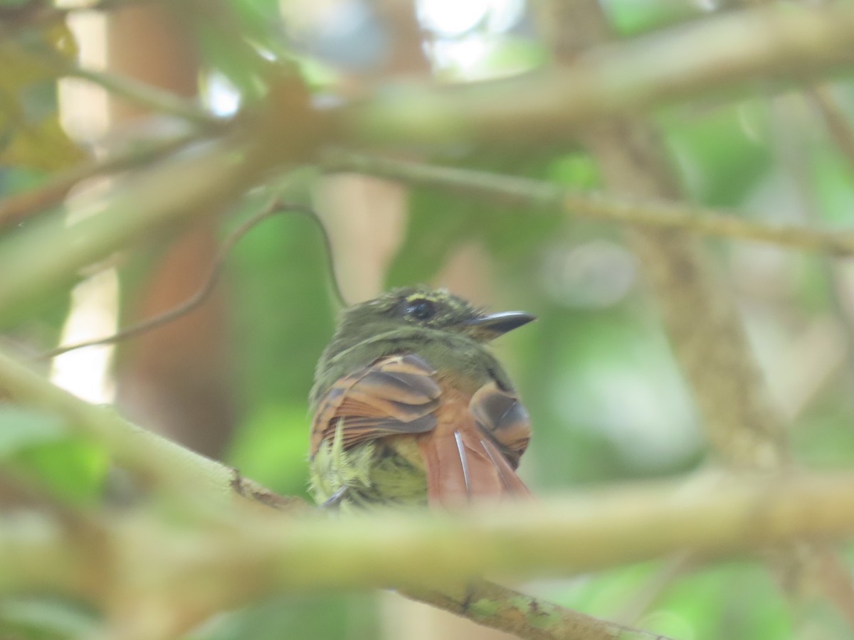 Rufous-tailed Flatbill - ML625988594