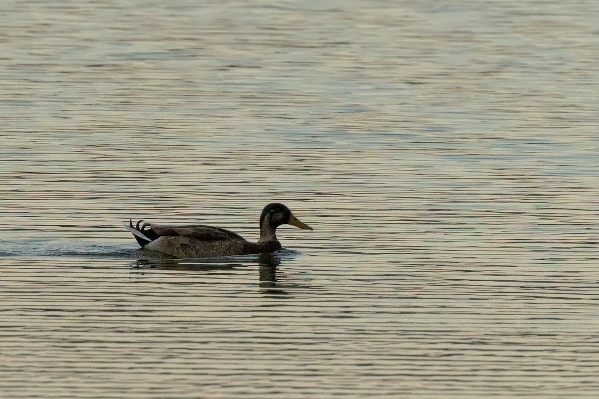 Mallard x Mottled Duck (hybrid) - ML625988744