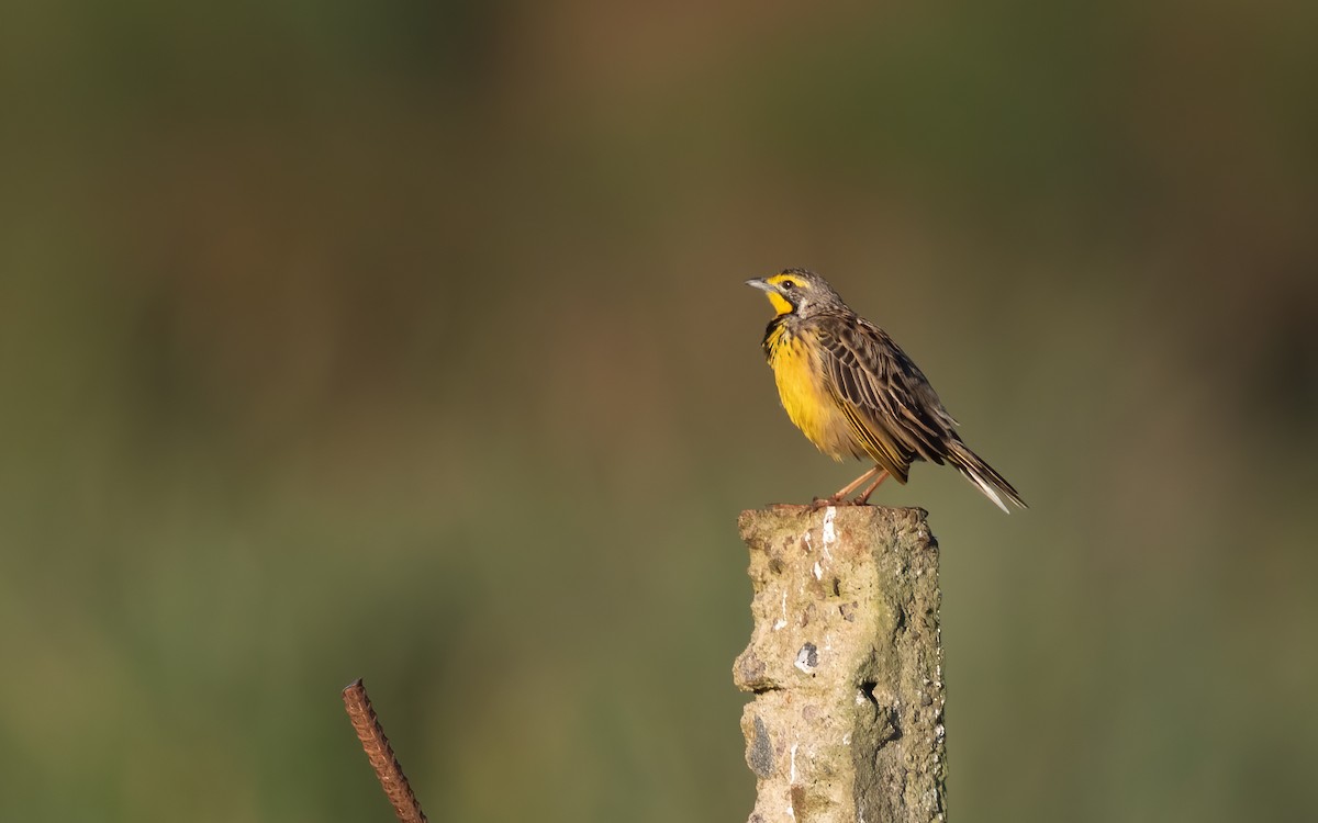 Yellow-throated Longclaw - ML625988891