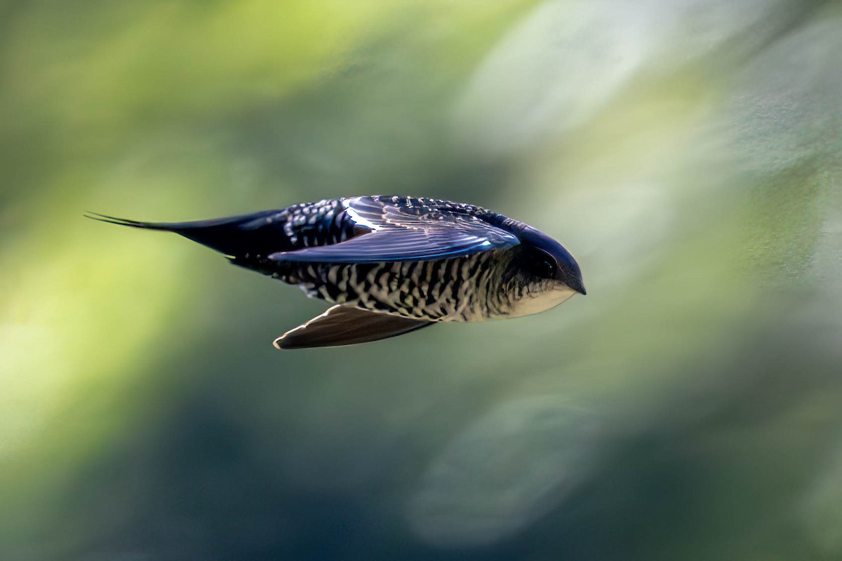 Dark-rumped Swift - Samanvitha Rao