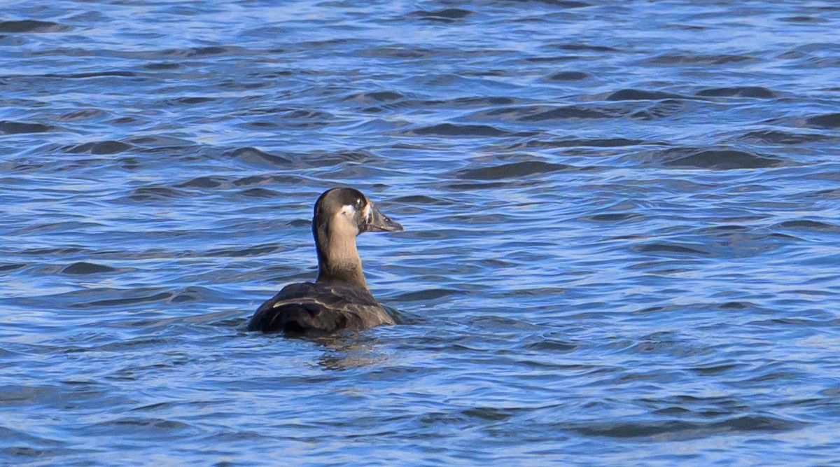 Surf Scoter - ML625988950