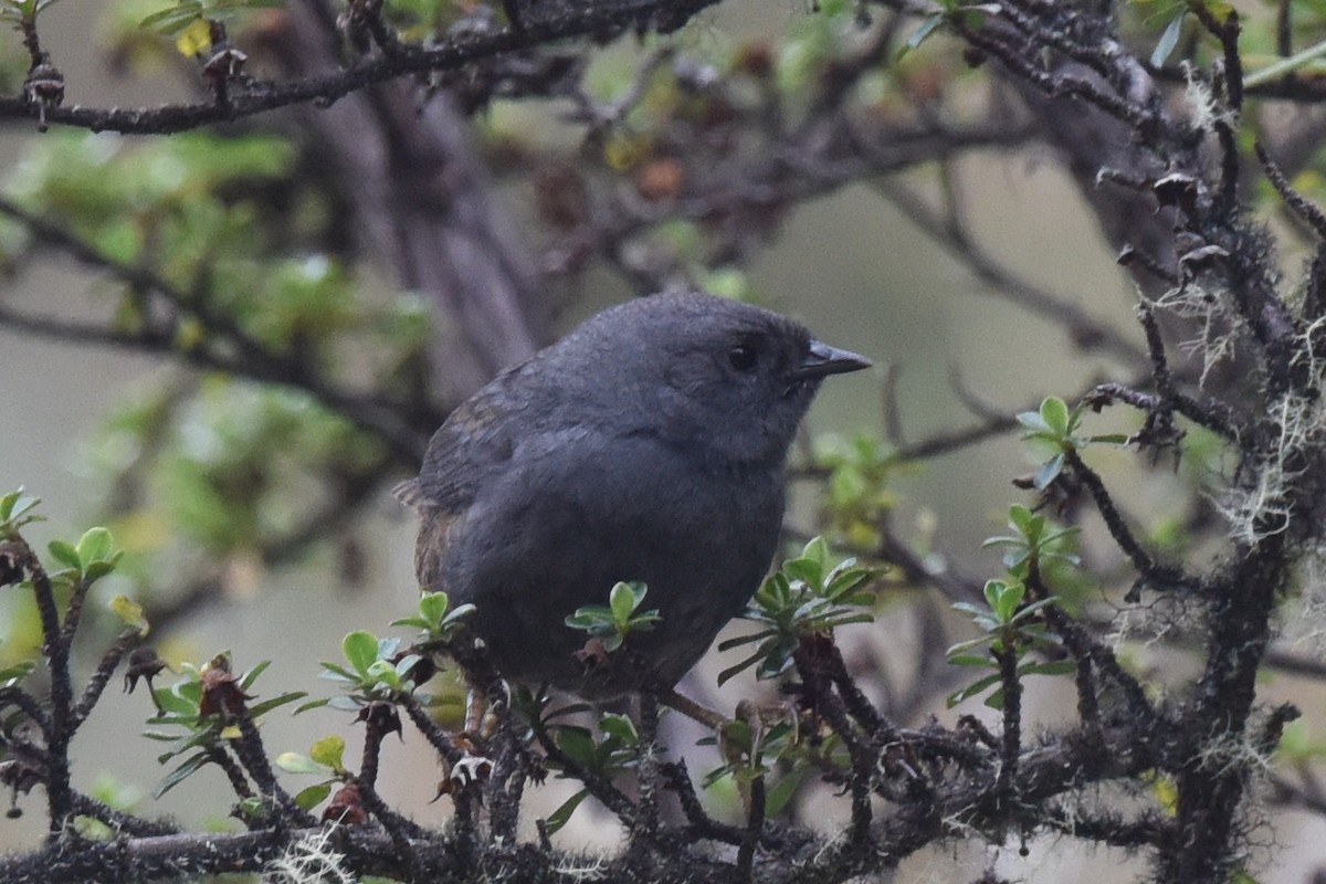 Jalca Tapaculo - ML625989065