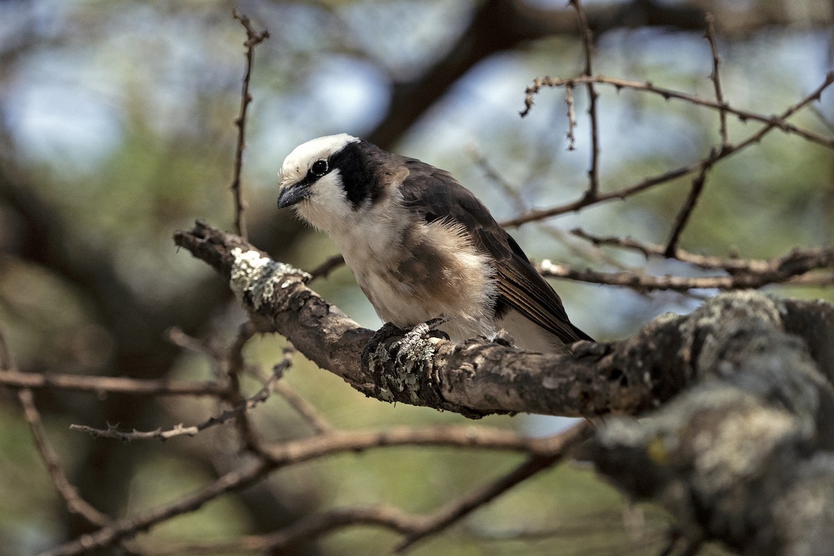 White-rumped Shrike - ML625989279