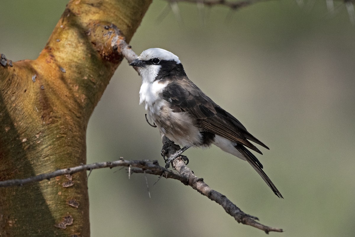 White-rumped Shrike - ML625989280