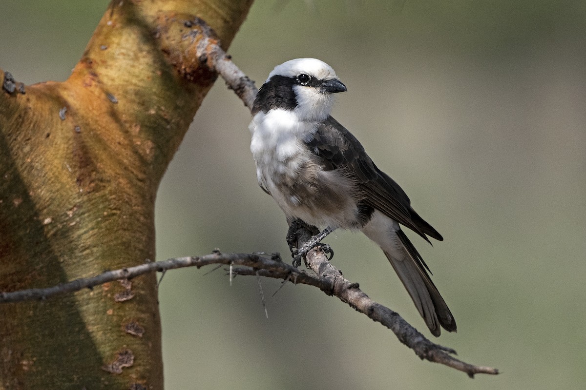 White-rumped Shrike - ML625989281