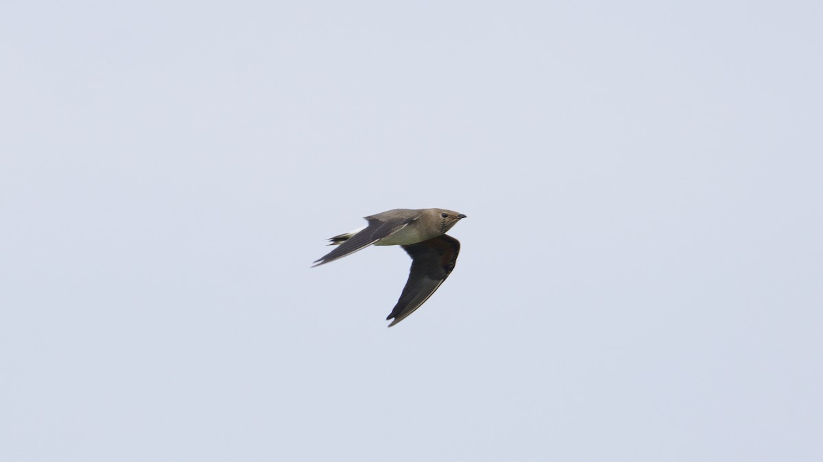 Oriental Pratincole - ML625989284