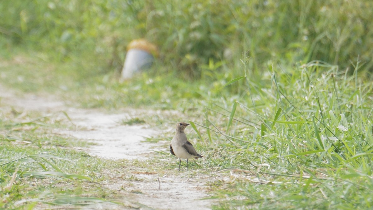 Oriental Pratincole - ML625989285