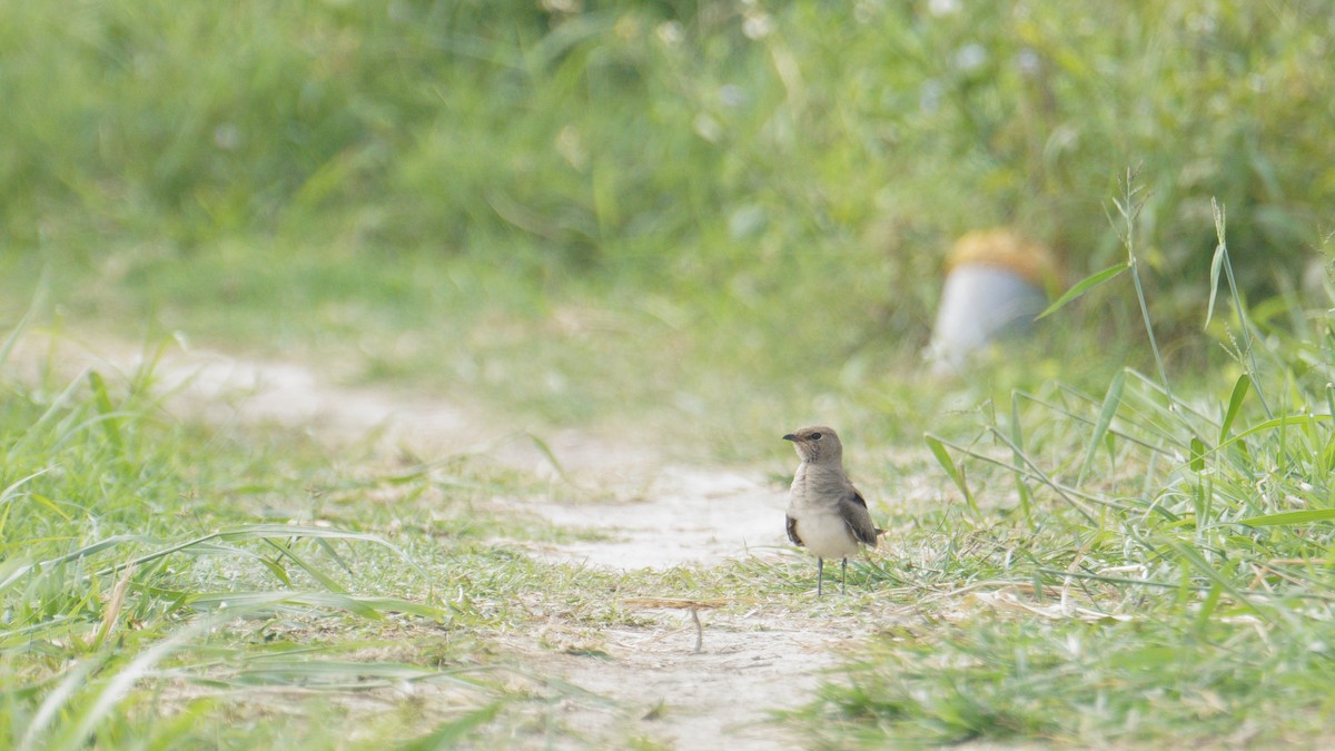 Oriental Pratincole - ML625989286