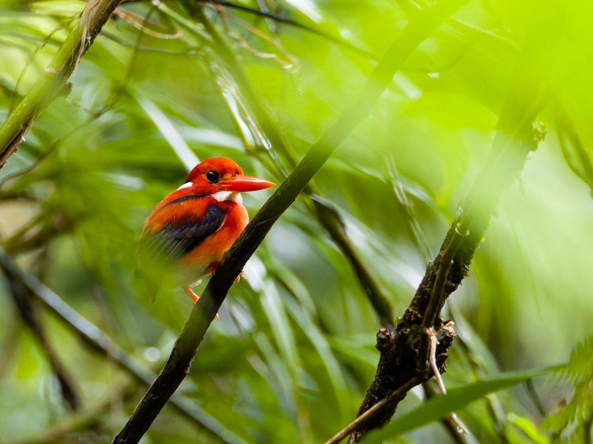 Philippine Dwarf-Kingfisher (Luzon) - ML625989307