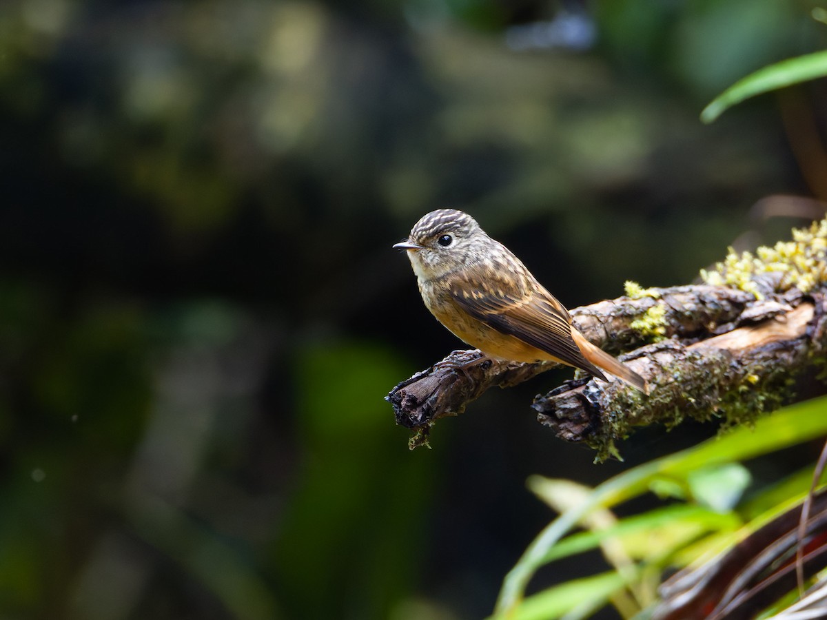 Ferruginous Flycatcher - ML625989314