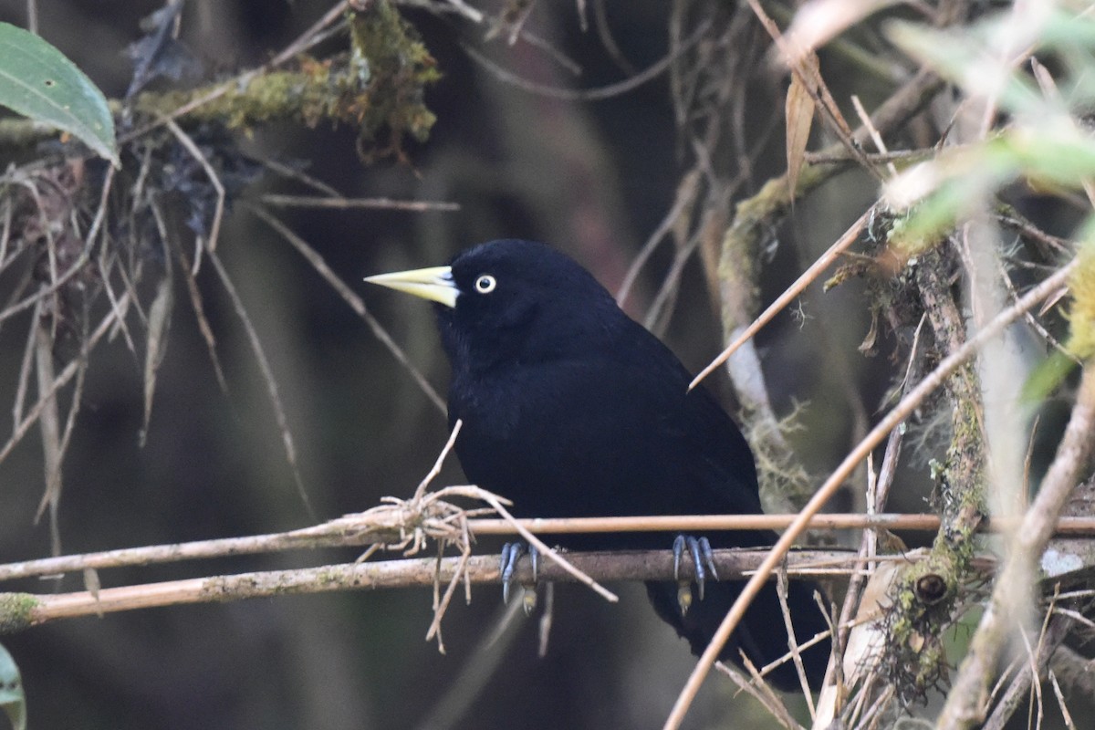 Yellow-billed Cacique - ML625989445