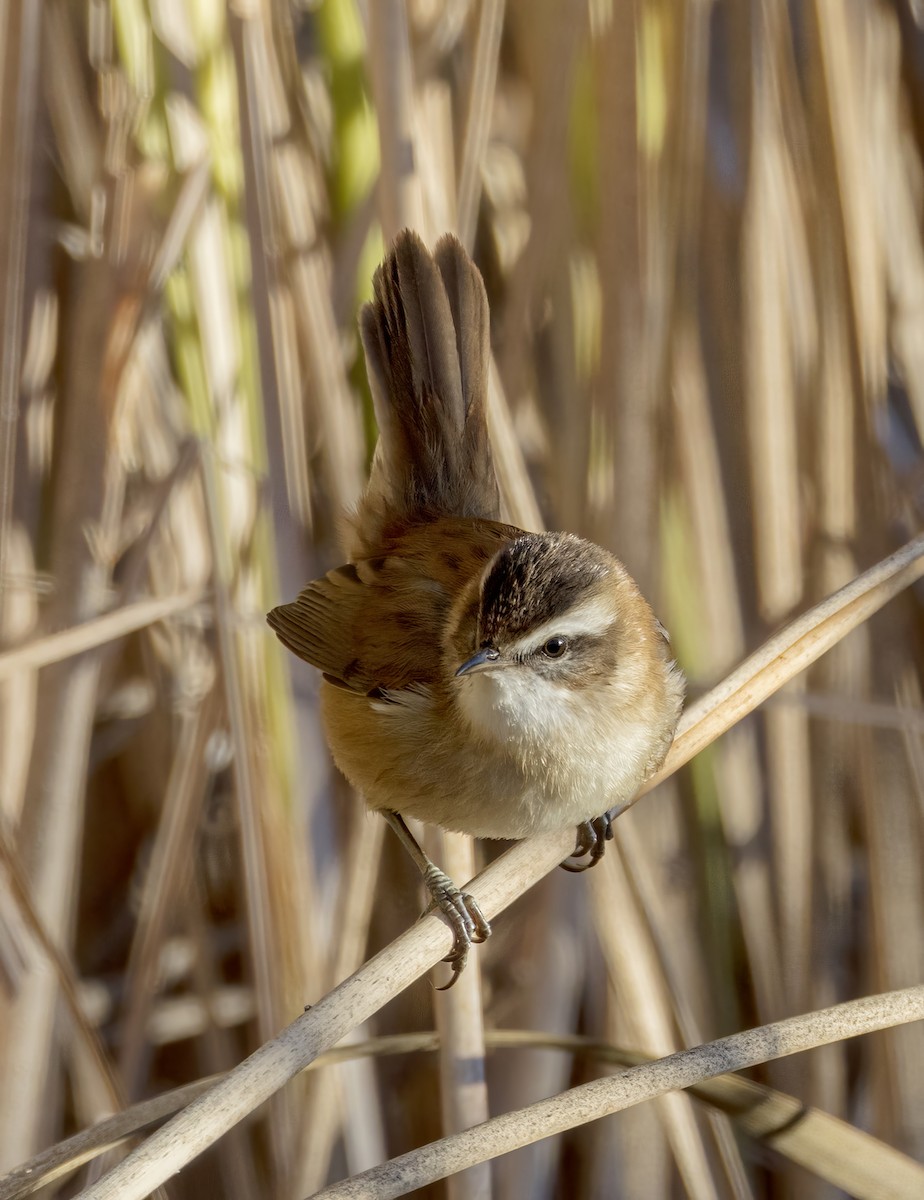 Moustached Warbler - ML625989541