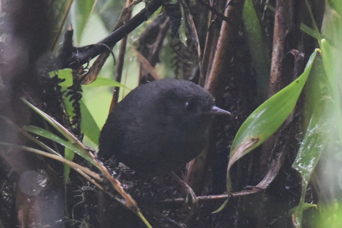 Trilling Tapaculo - ML625989874