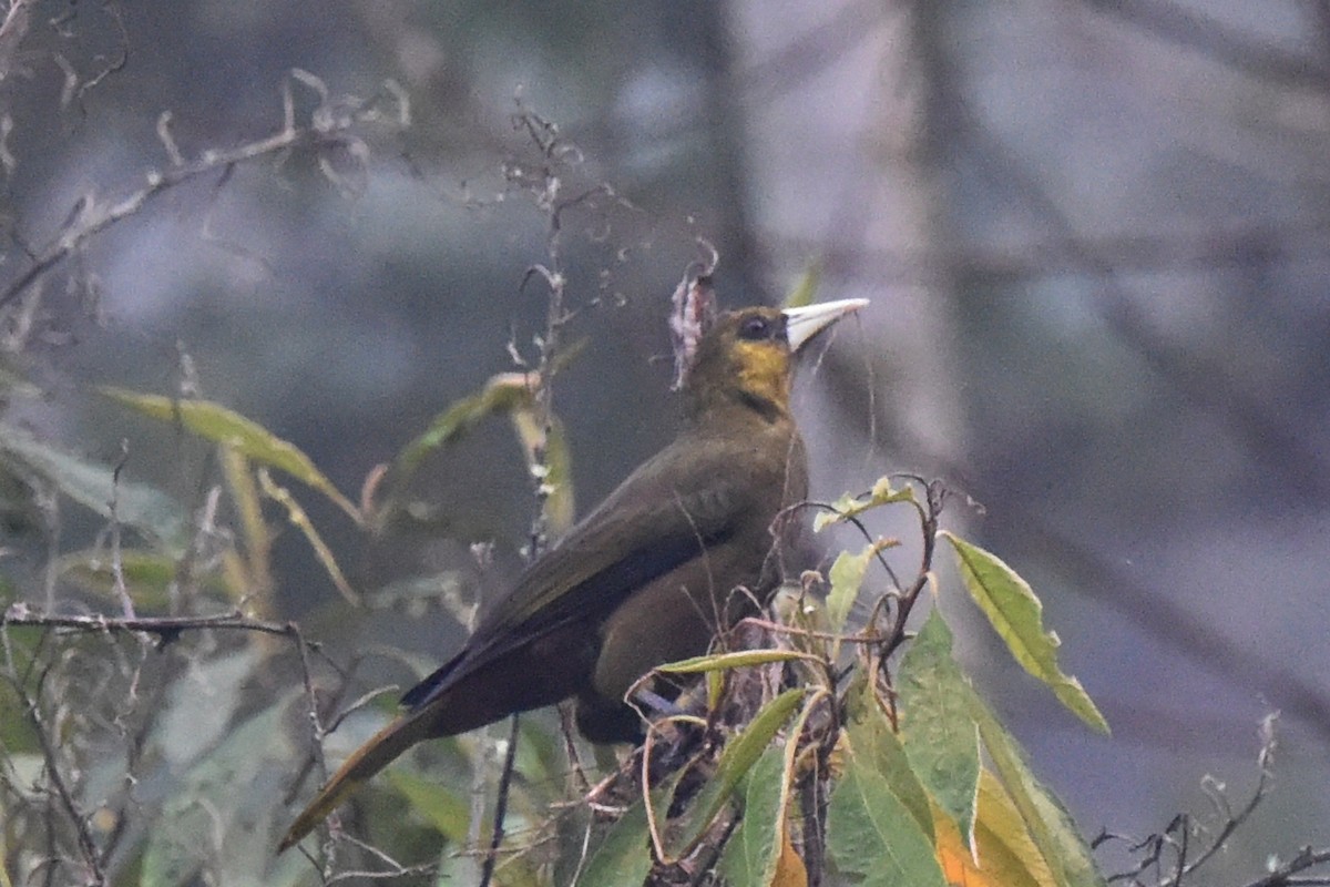 Dusky-green Oropendola - ML625990307