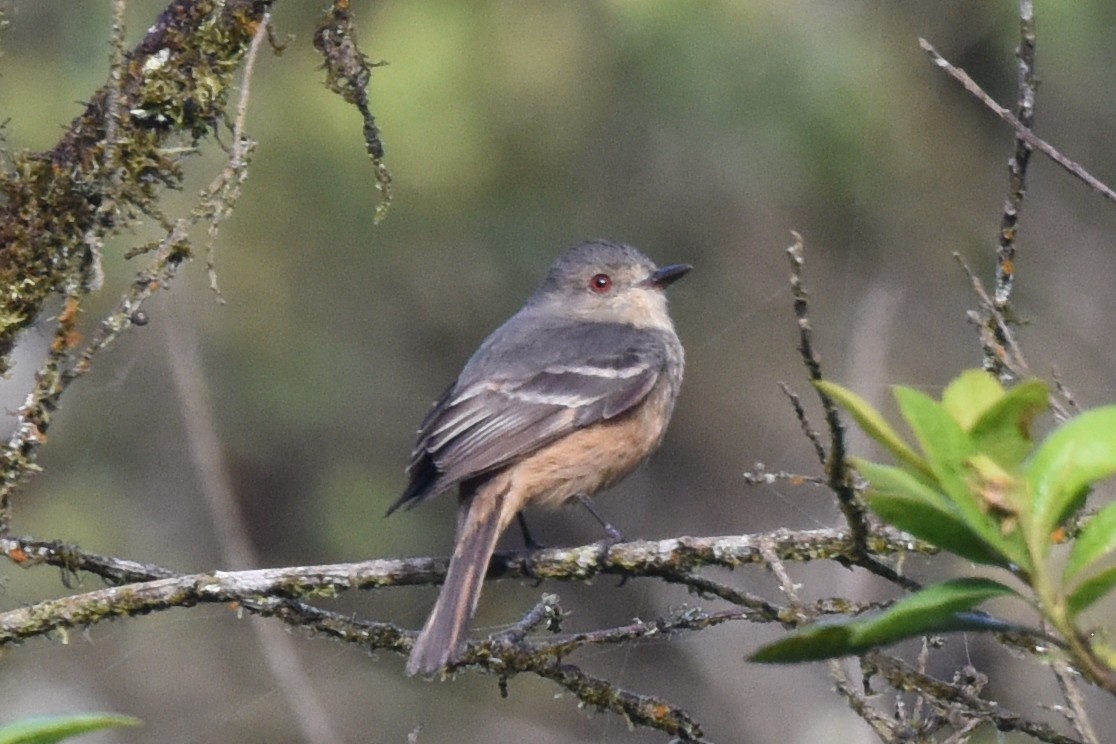 Rufous-tailed Tyrant - ML625990312