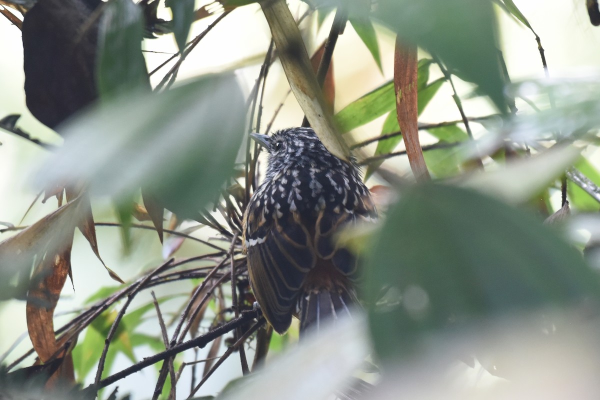 Streak-headed Antbird - ML625990324