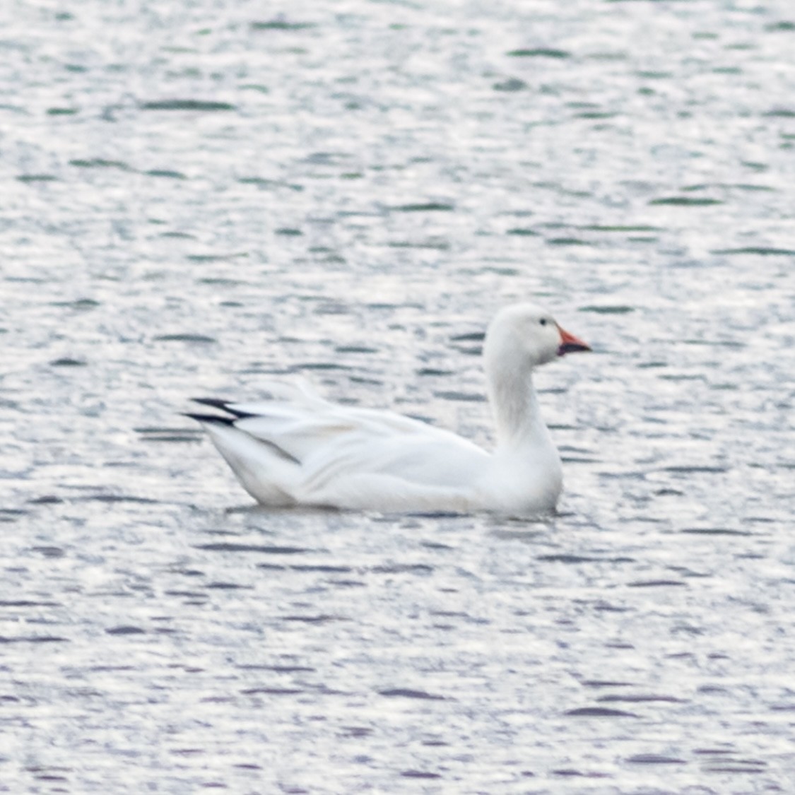 Snow Goose - ML625990333