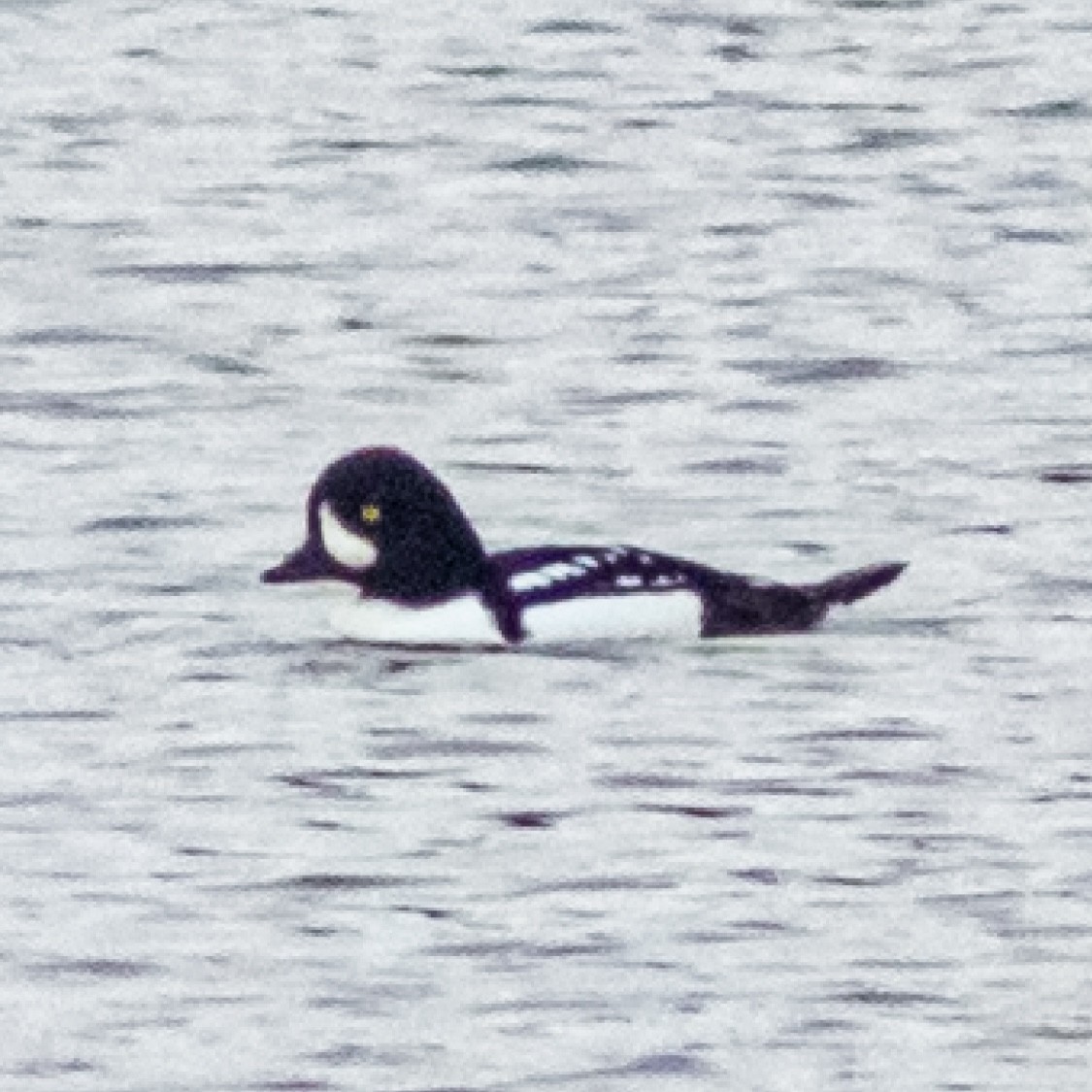 Barrow's Goldeneye - ML625990338