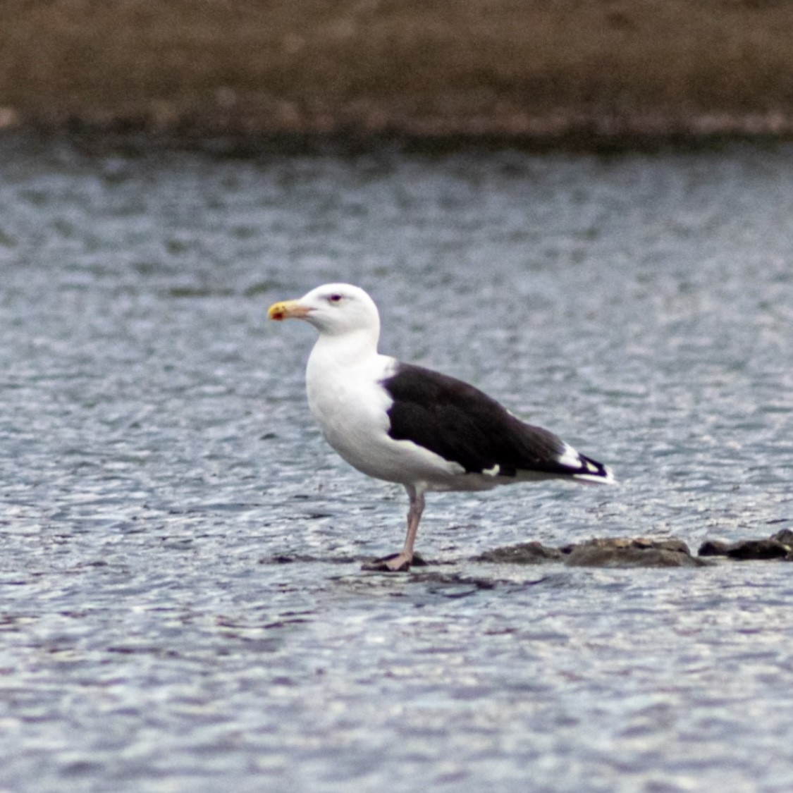 Great Black-backed Gull - ML625990345