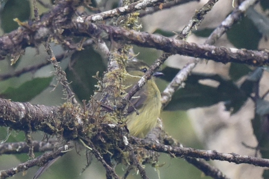 Flavescent Flycatcher - ML625990348