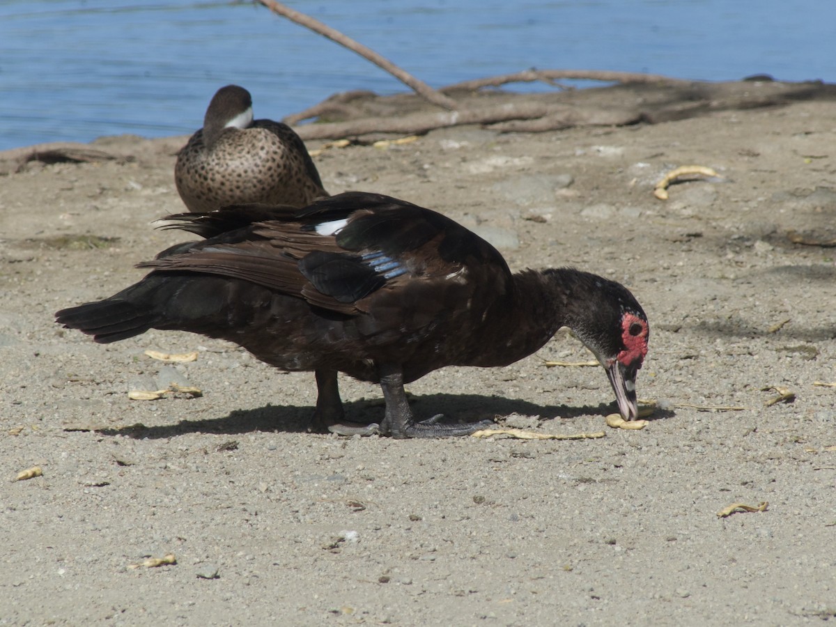 Muscovy Duck (Domestic type) - ML625990354