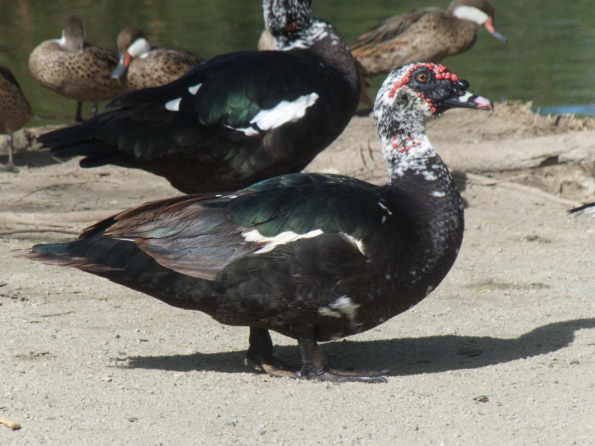 Muscovy Duck (Domestic type) - ML625990355