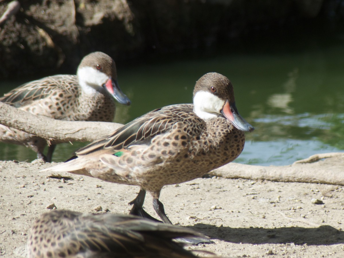 White-cheeked Pintail - ML625990432