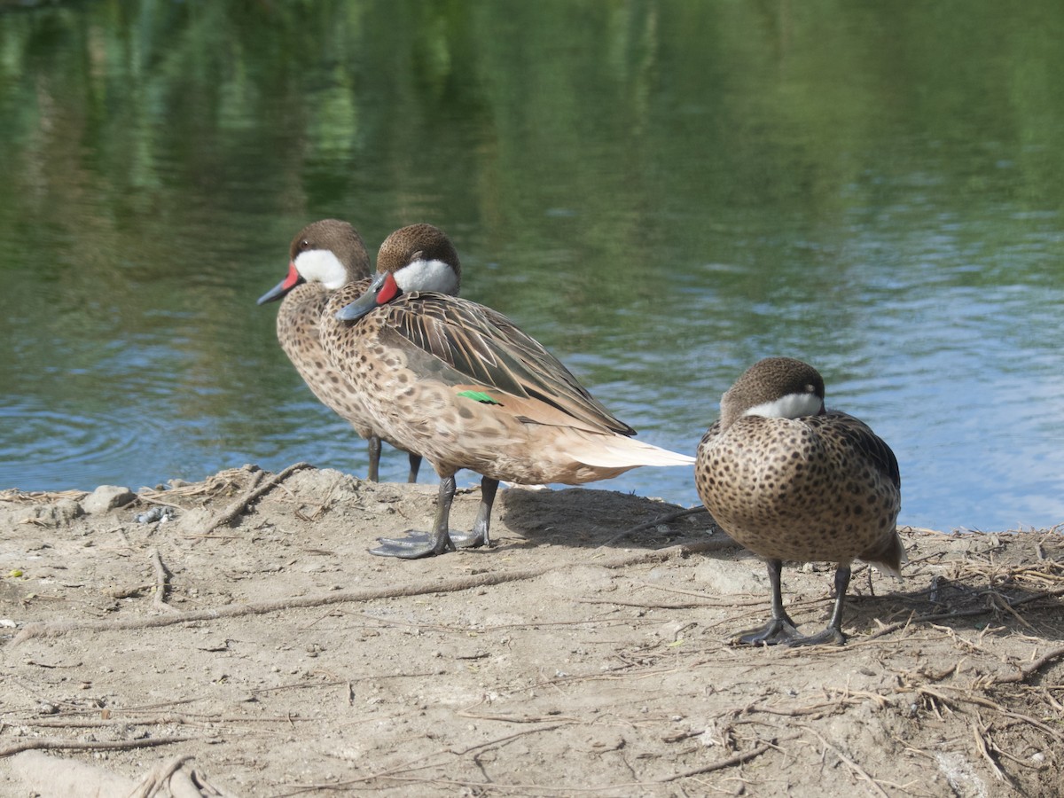 White-cheeked Pintail - ML625990433