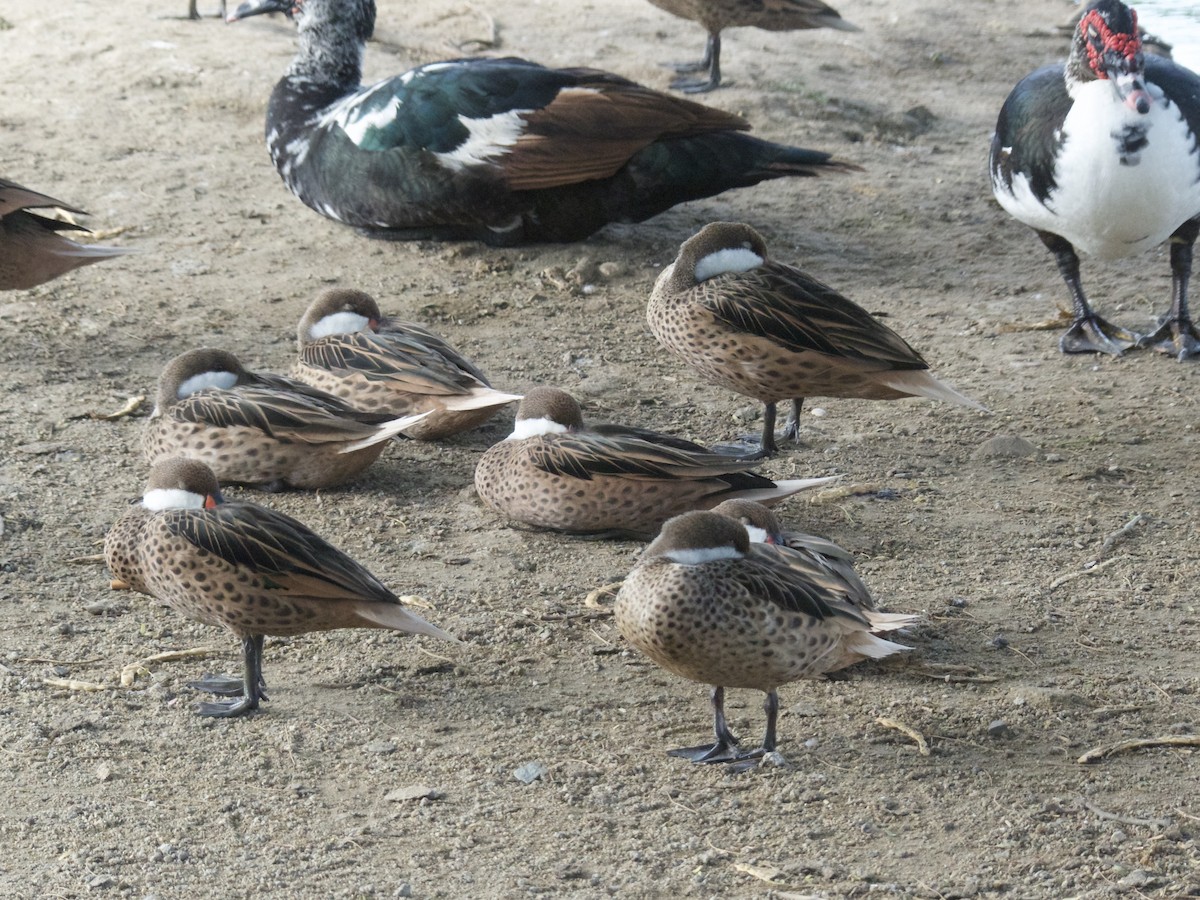 White-cheeked Pintail - ML625990434