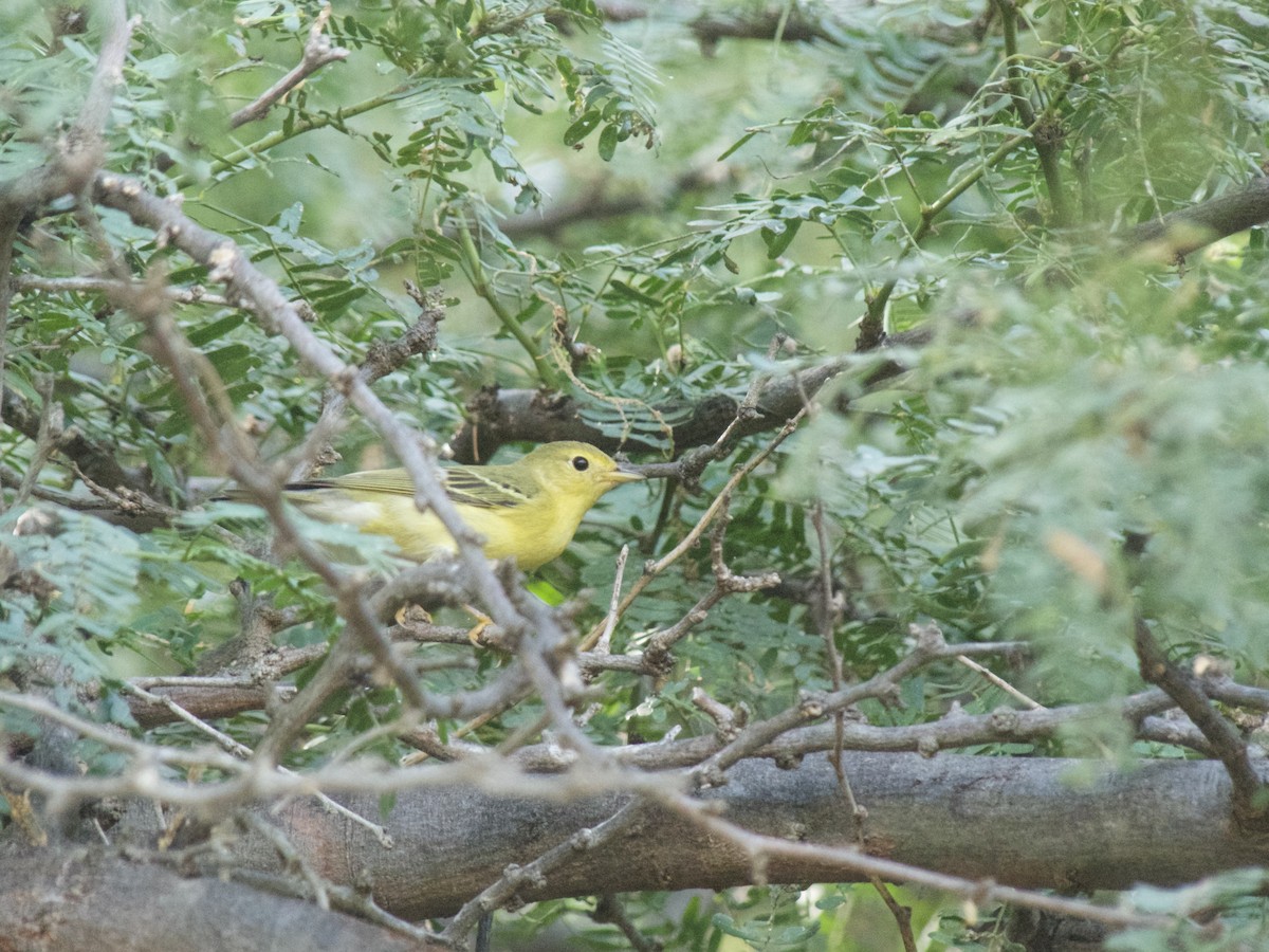 Yellow Warbler - ML625990443