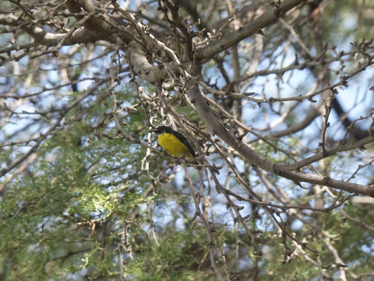 Bananaquit - ML625990446