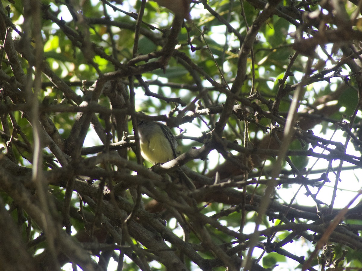 Northern Scrub-Flycatcher - ML625990510