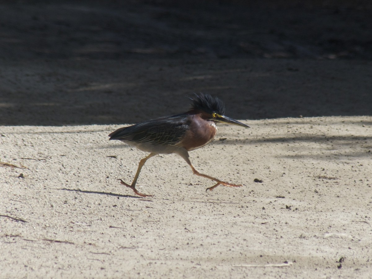 Green Heron - ML625990512