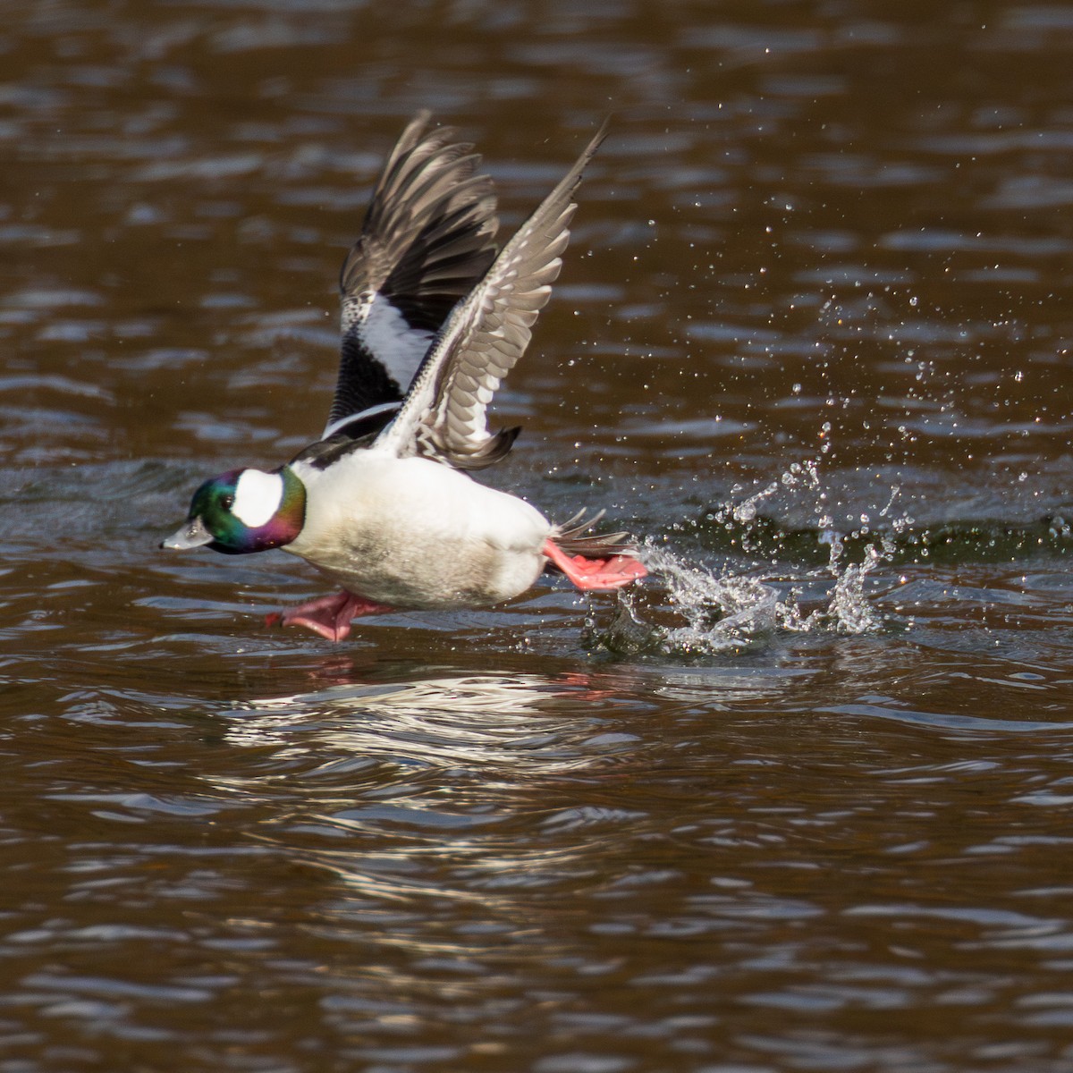 Bufflehead - ML625990514