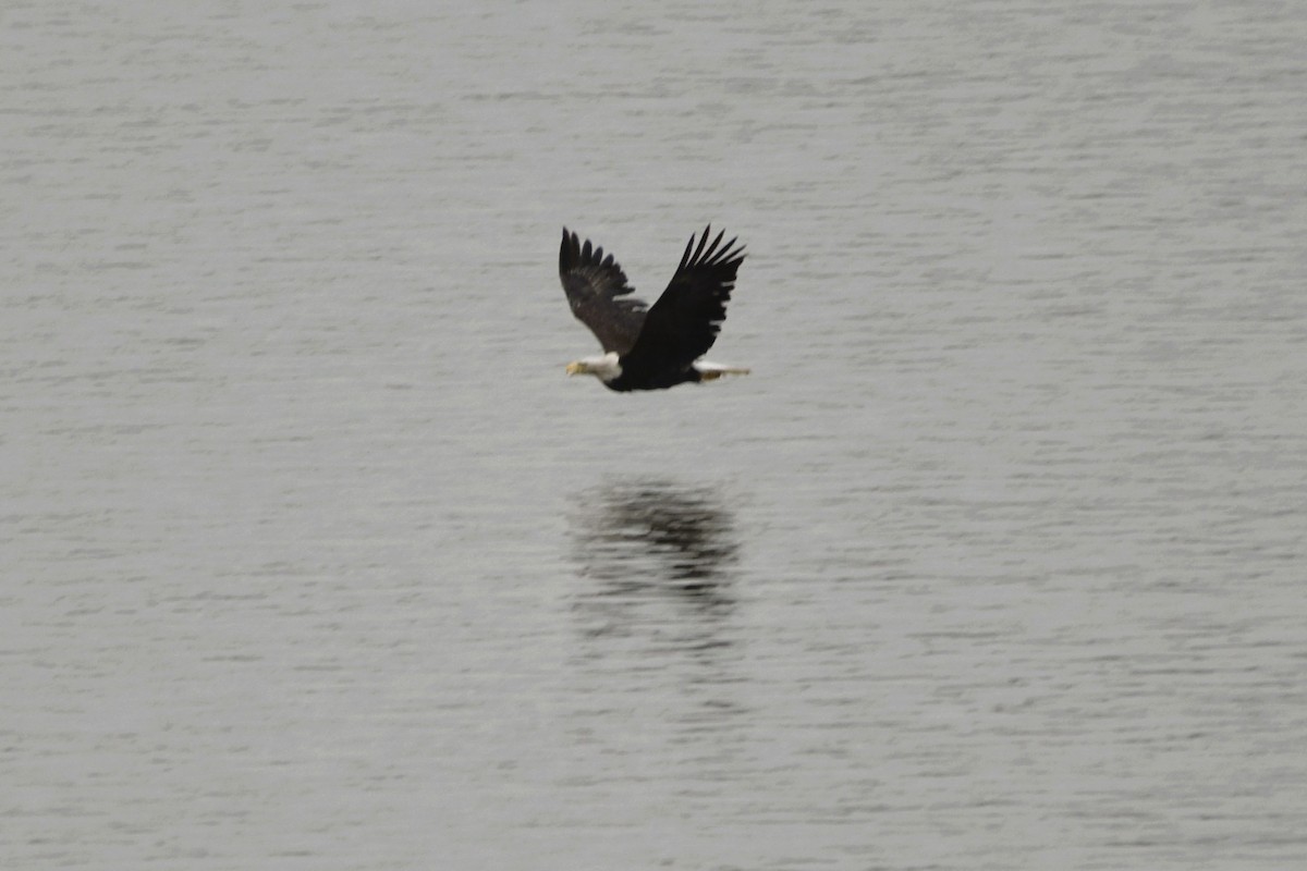 Bald Eagle - ML625990528