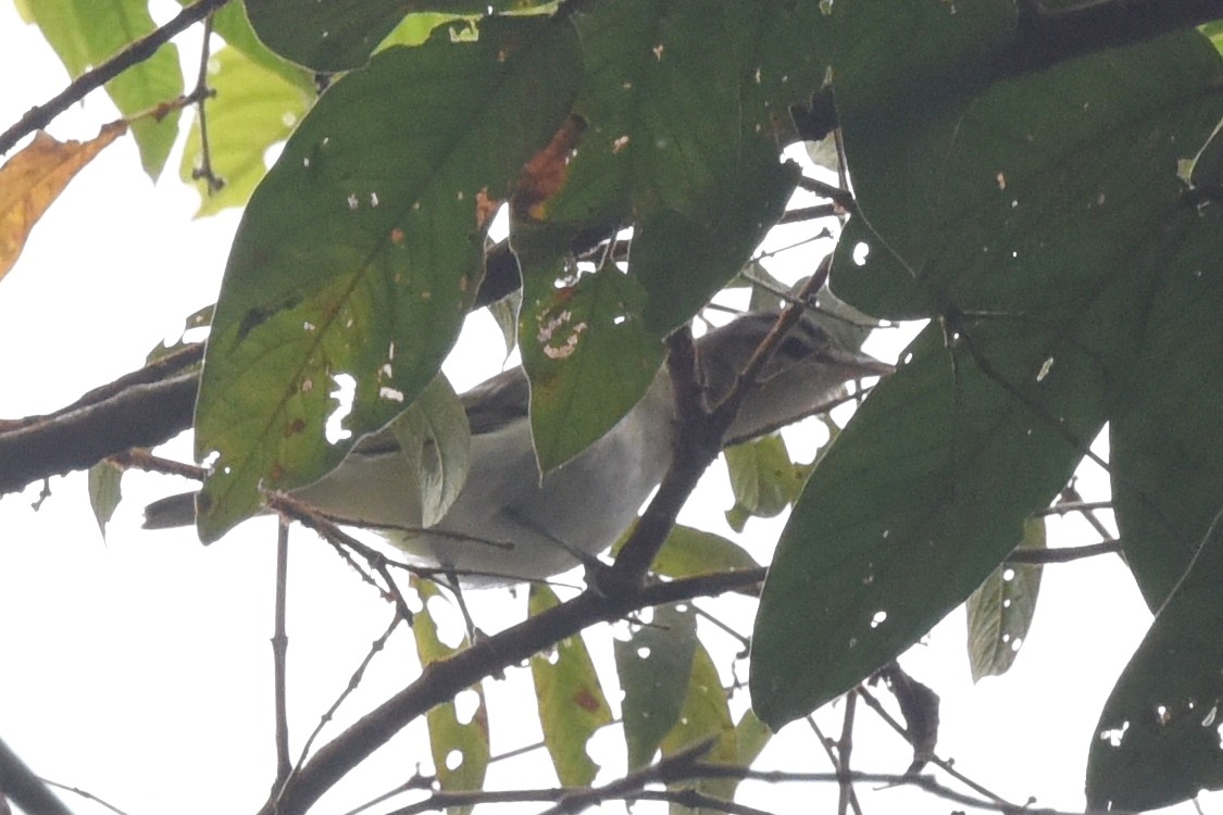 Chivi Vireo (migratory) - ML625990532