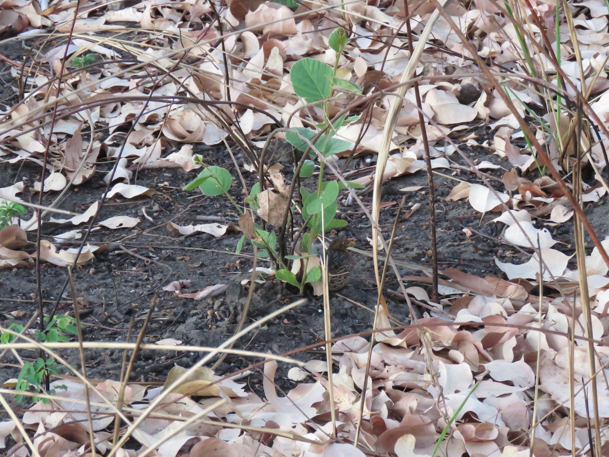 Red-backed Buttonquail - ML625990578