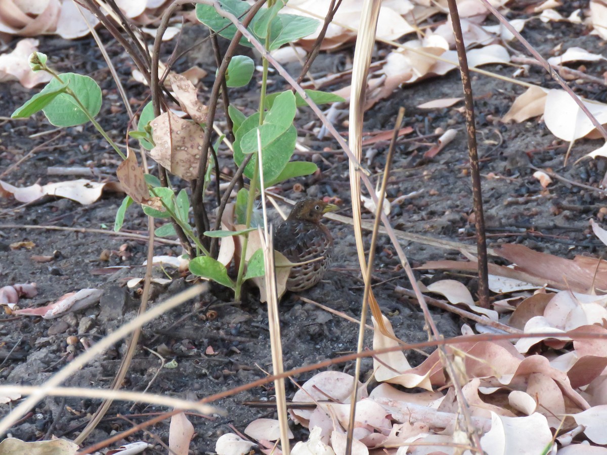 Red-backed Buttonquail - ML625990579