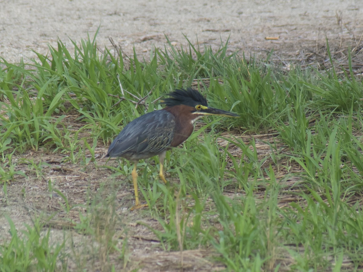 Green Heron - ML625990596