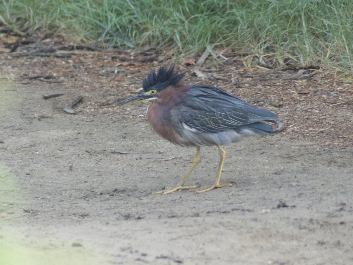 Green Heron - ML625990597