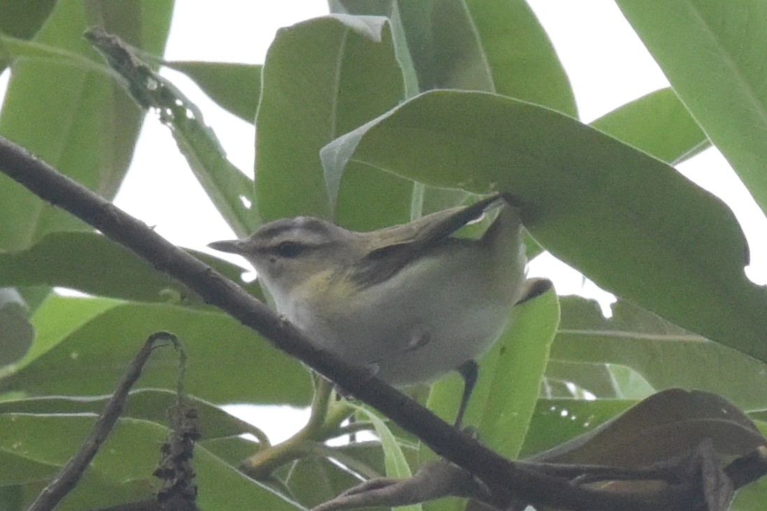Chivi Vireo (migratory) - ML625990609
