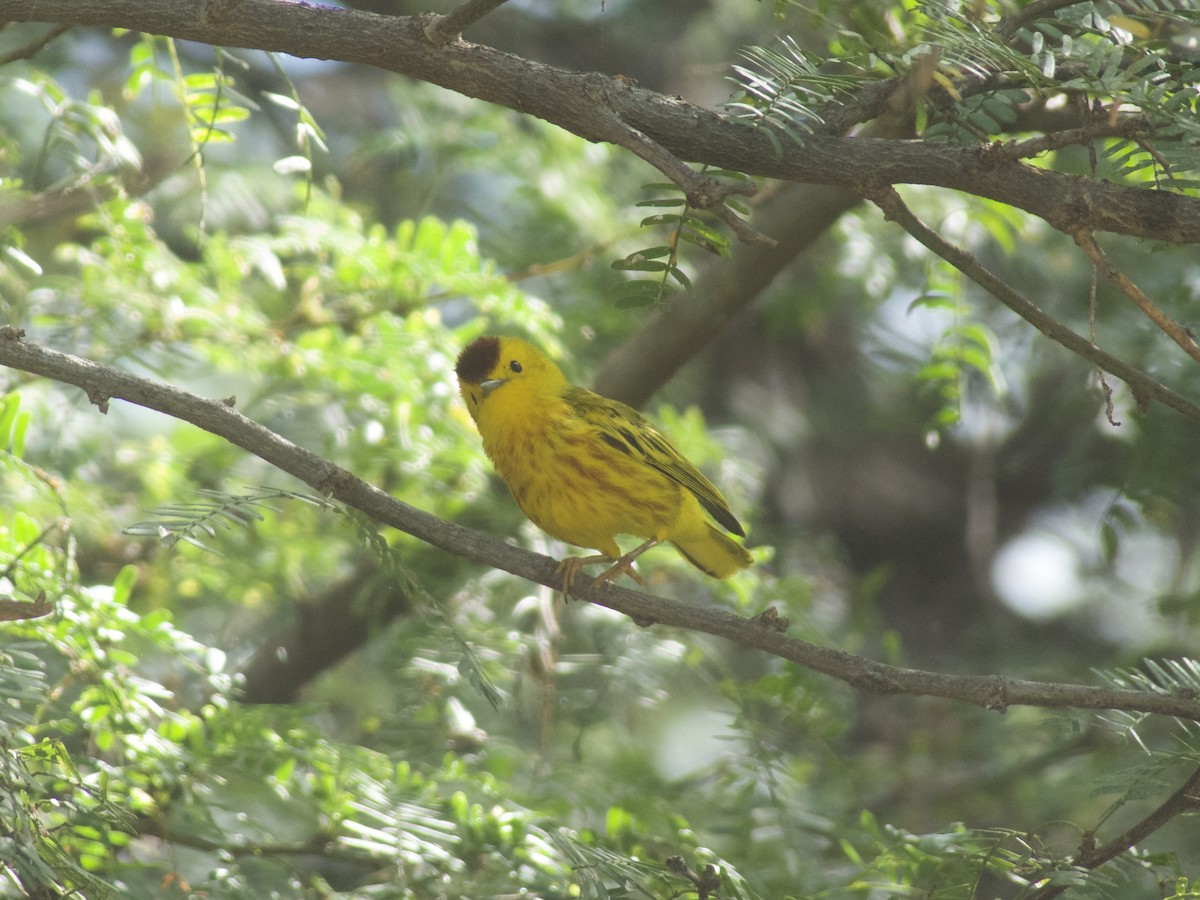 Yellow Warbler (Golden) - ML625990616